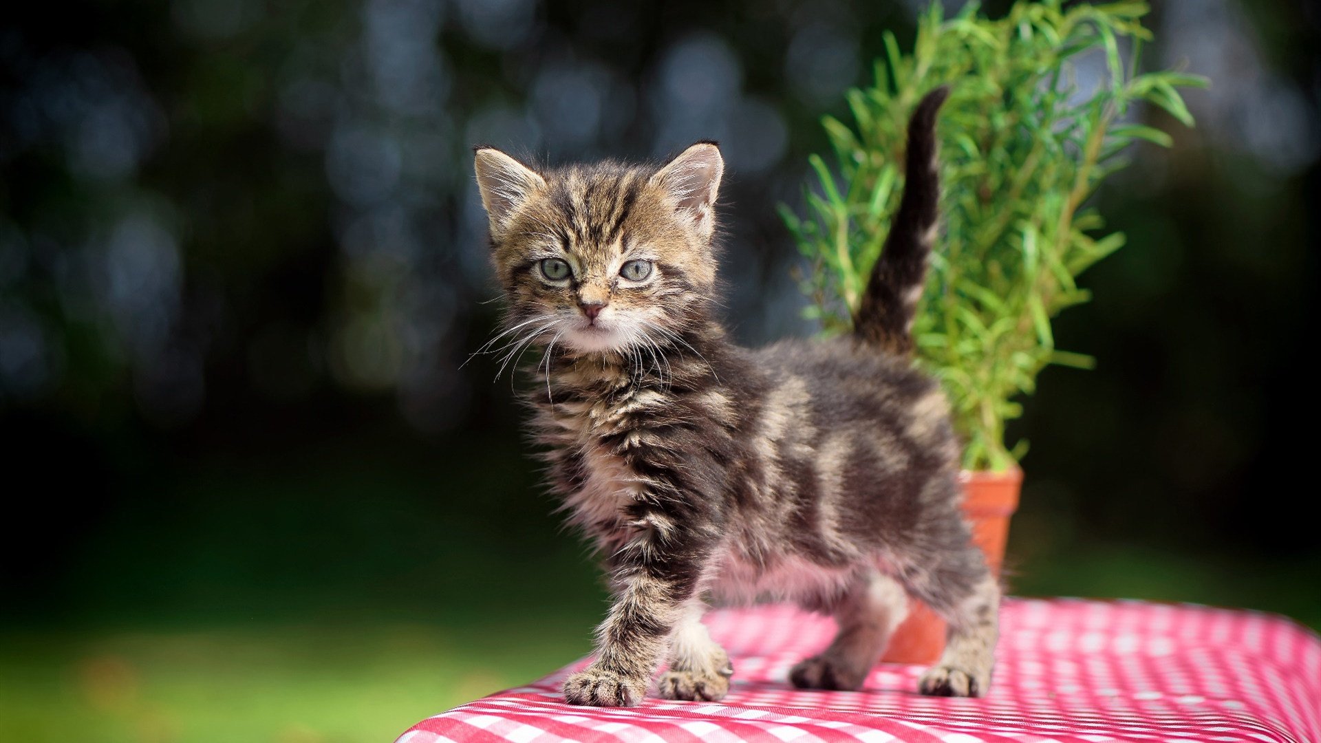 《Valorant国际邀请赛，主播助阵引爆现场》，valorant比赛官网