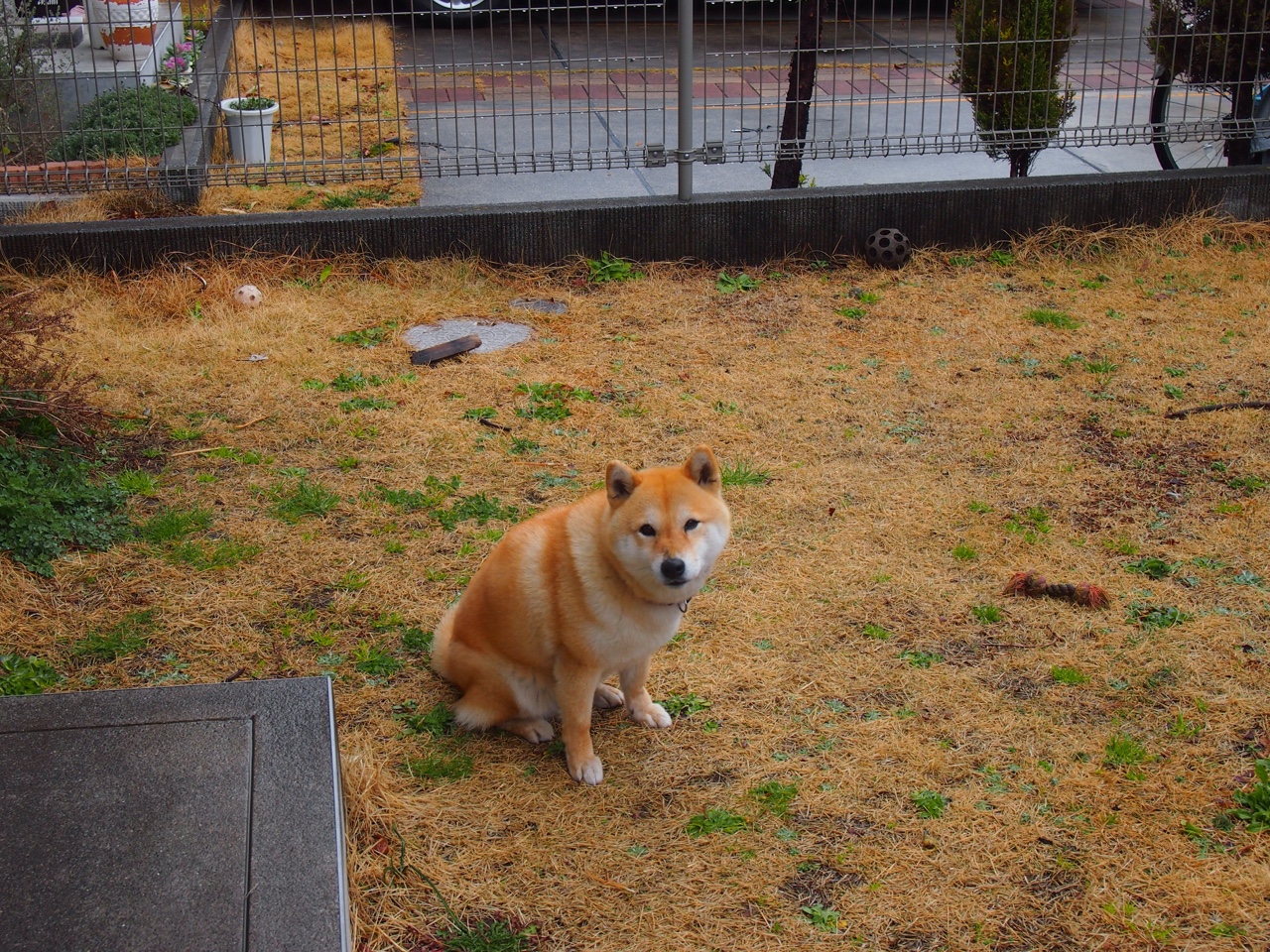 九游下载中心-克罗地亚骑手吉塔·日特科维奇在2024年国际马术联合会世界障碍赛中获得第十名，展现坚韧精神。